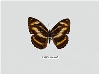 藏品(雙色帶蛺蝶)的圖片